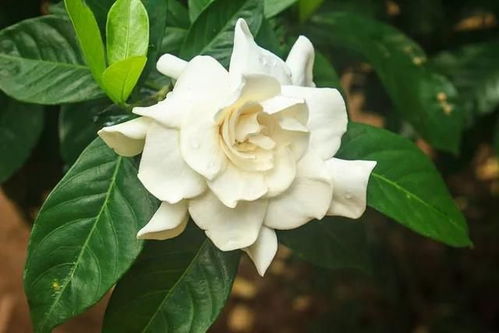 栀子花怎么栽才能不死？