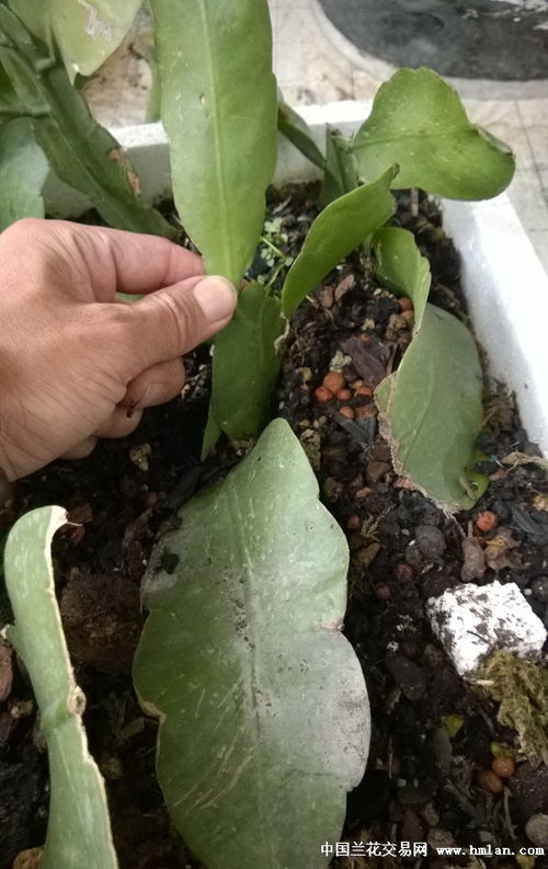 昙花小苗种植技巧，多久施肥最科学？