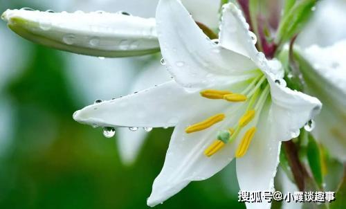 木本百合的寓意和象征意义中，如何体现自然之美及其对心灵的滋养