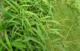 推荐最佳除草剂，你选对了吗