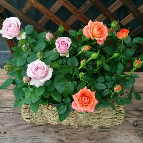 金丝雀月季养护之光照攻略