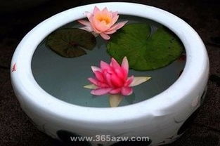 沙子也嫩帮忙，但要注意比例哦！