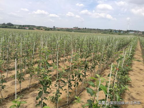 疫情下的苗木销售困境