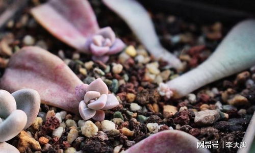 紫乐适合叶插繁殖