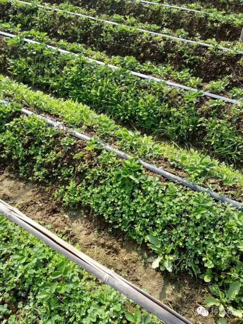 草莓地里除草的具体注意事项