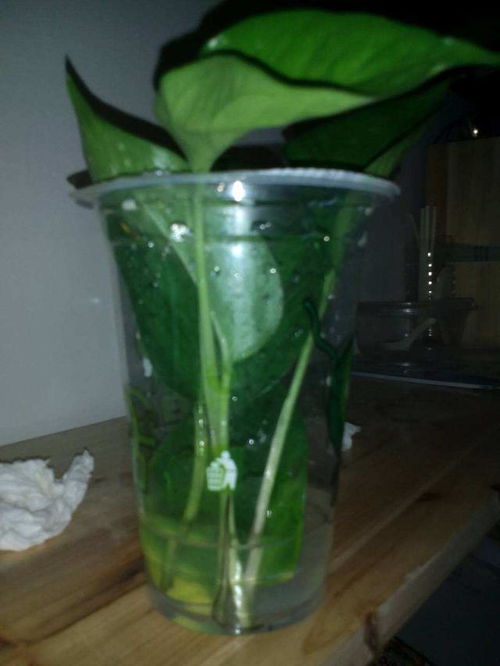 草本花的灌溉秘籍