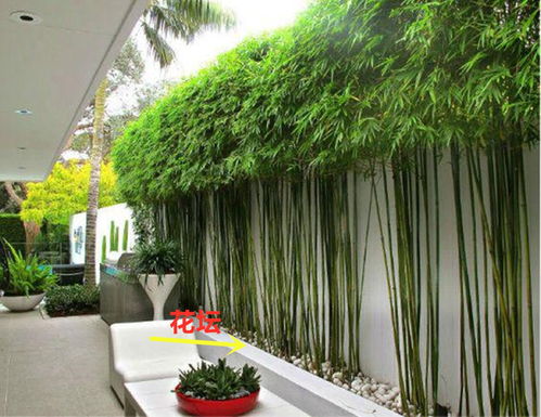 庭院竹子的种植时机