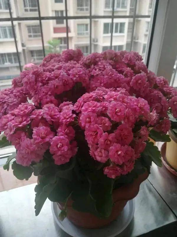 1. 长寿花：冬季的暖阳使者