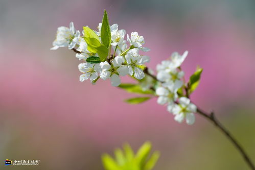 迎春花，春天的使者
