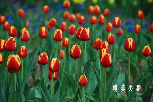 郁金香， 五彩斑斓的画卷