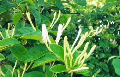 金银花和太阳花：南北通吃的明星品种