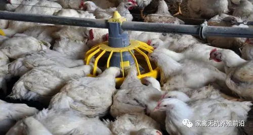 酵母饲料喂羊安全吗？长期使用会有毒副作用吗？