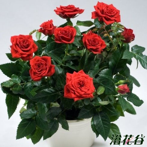 艾莫尔柯德娜月季的花期揭秘