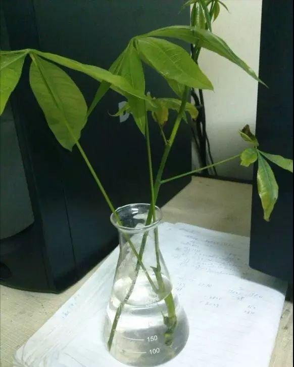 发财树喷杀虫剂后的那些事儿