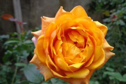 地被月季：耐寒耐旱，价格低廉