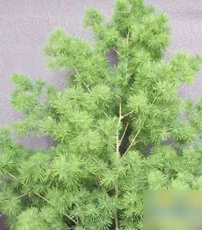 万年青：常绿常青， 招财纳福