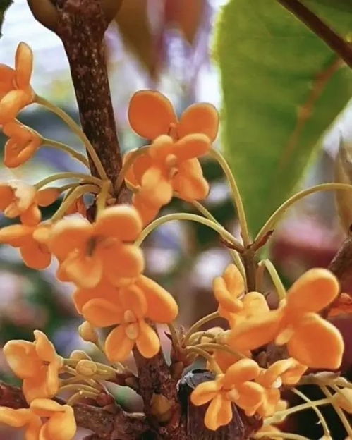 木槿花的施肥那些事儿