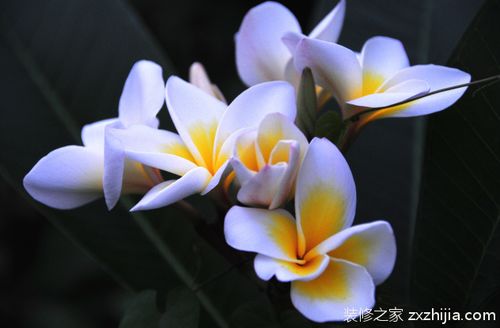 蝴蝶兰花浇水需要注意什么技巧，如何判断何时给盆栽蝴蝶兰浇水