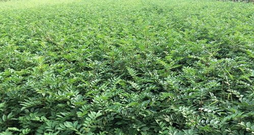 播种与抚育管理