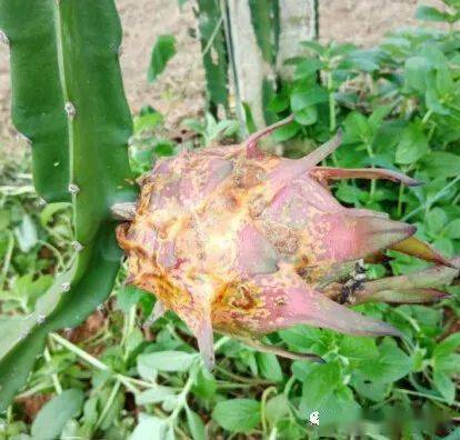 樱桃的裂口与黑水， 一场顶鲜杀菌剂的挑战