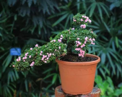 如何高效分株结香花？揭秘其繁茂花期的奥秘！