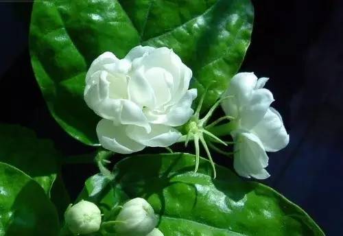 茉莉花品种繁多，挑选适合的茉莉花需考虑生长环境、花期和香气