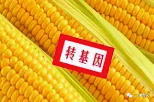 进口转基因玉米饲料主要用于哪些动物养殖场？