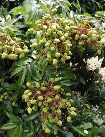 防治病虫害的小技巧