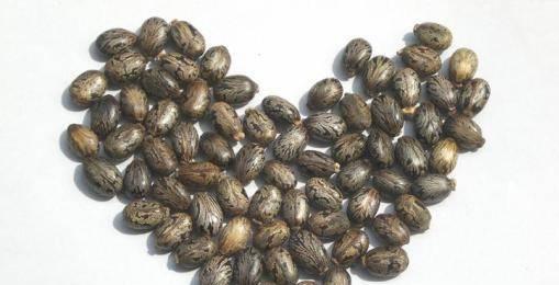 合法购买蓖麻种子的途径