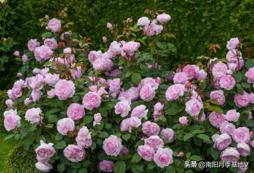 适合在什么季节种植？