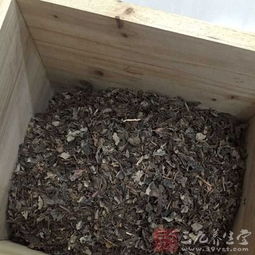 种植方法