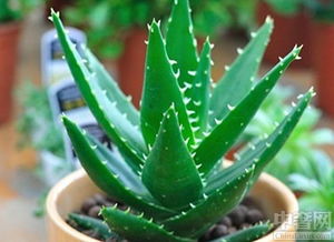 菖蒲：大自然的神奇馈赠