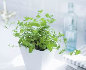 驱蚊好养植物盘点，养眼驱蚊两不误