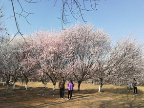 昨儿在奥森北园碰见位老园艺师，他正带着徒弟Zuo越冬防护。