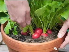 geng多适合种在花盆里的蔬菜