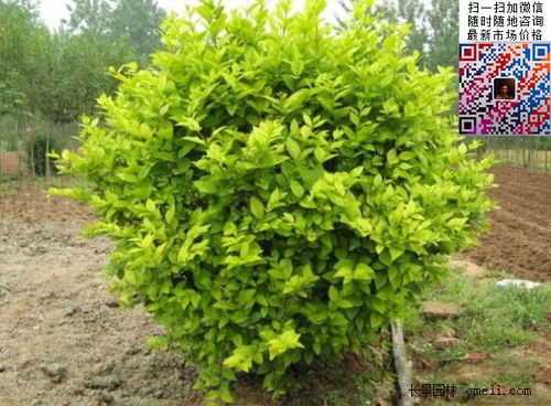 金叶女贞与哪些灌木搭配种植？