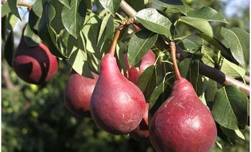 三色堇的秋季种植