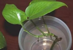 塑料瓶：方便又实惠