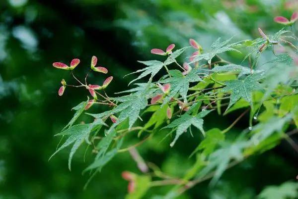 哪些植物在旅行过程中能通过种子传播
