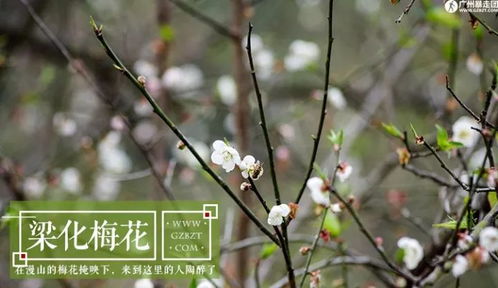 双“结香”，香自何来