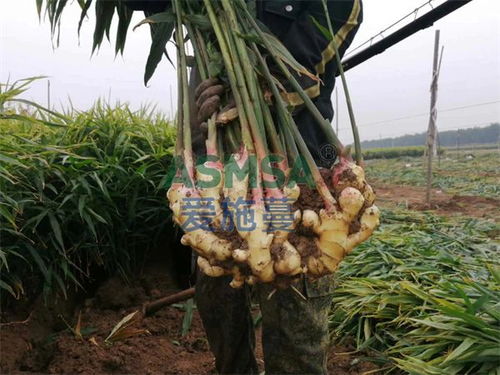 生姜种植中的环境保护