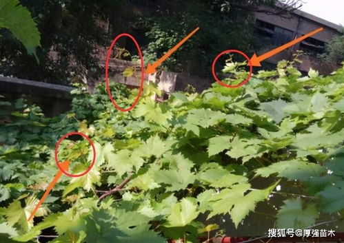 庭院葡萄树修剪视频，手把手教你技巧