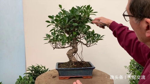 榕树盆景怎么养才能茂盛？