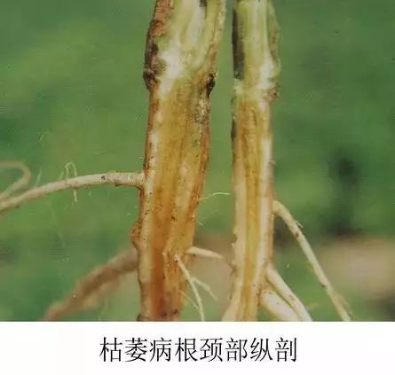 西瓜叶子枯病：病斑的源头