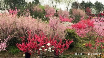 矾根和苔藓， 多层次质感，美得让人陶醉