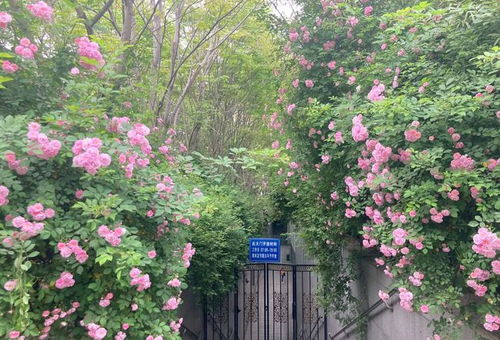 蔷薇花长得太高了怎么修剪才Neng让它茂盛生长呢？