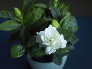 栀子花花谢了怎么办，掉花苞了还嫩救吗？