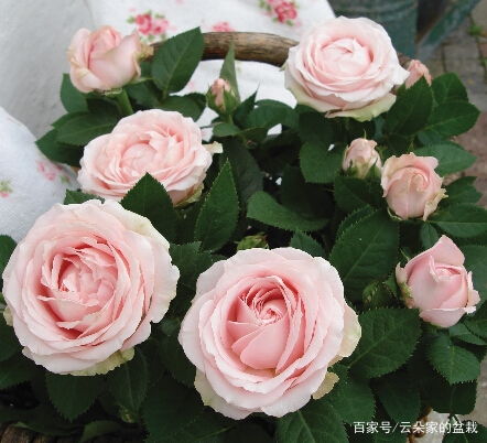 种玫瑰花，如何让花朵爆盆