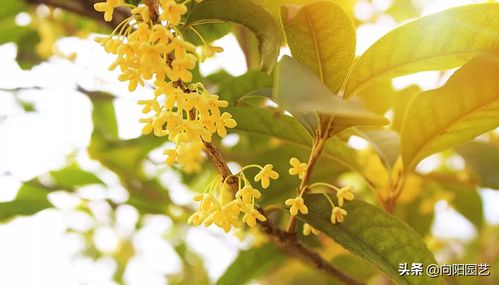 桂花树开花，哪个品种Zui漂亮？