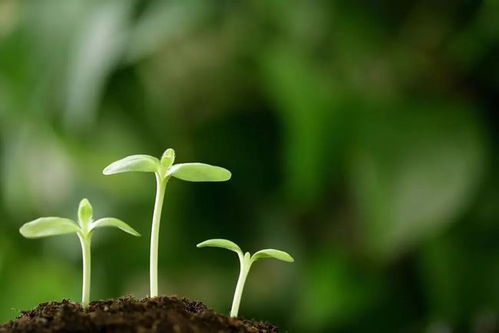 枫树苗的成长故事